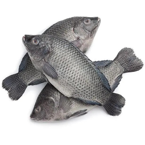 Frozen tilapia whole fish for wholesale seafood export